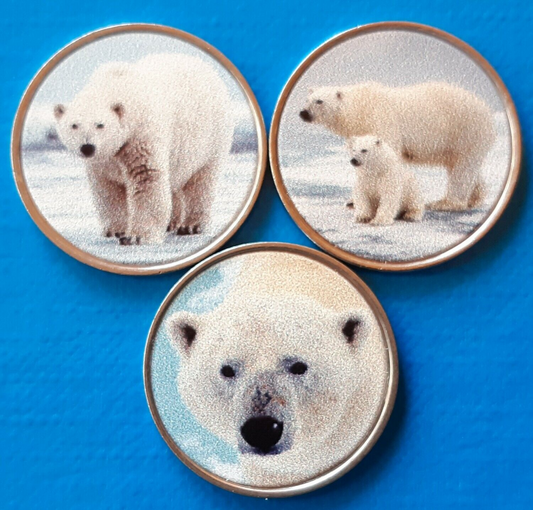 Szetlandy East Burra x 3 Niedźwiedzie polarne 2021